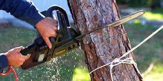 Best Tree Preservation Services  in Cornwall, PA