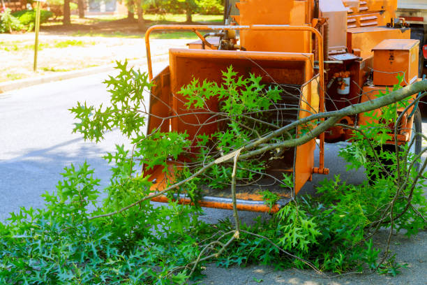 Best Tree Disease Treatment  in Cornwall, PA