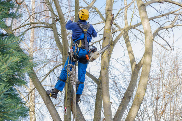 Best Tree Trimming and Pruning  in Cornwall, PA