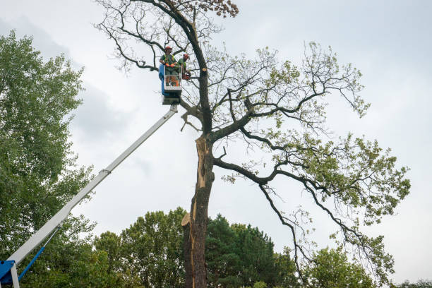 Best Tree Risk Assessment  in Cornwall, PA