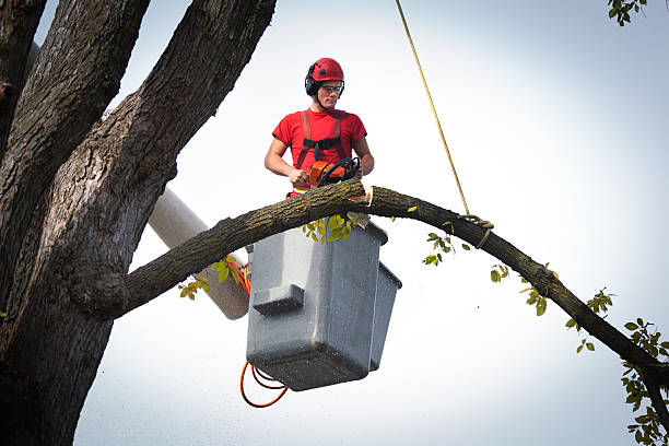 How Our Tree Care Process Works  in  Cornwall, PA