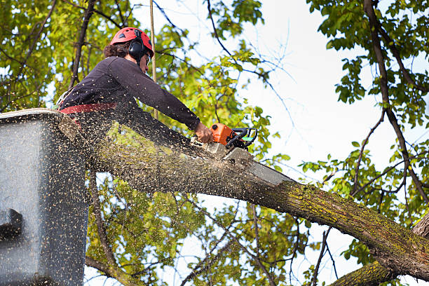 Best Stump Grinding and Removal  in Cornwall, PA