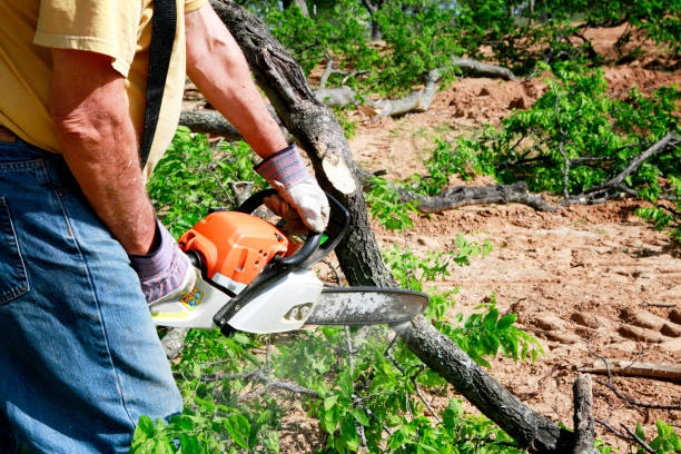 Best Fruit Tree Pruning  in Cornwall, PA